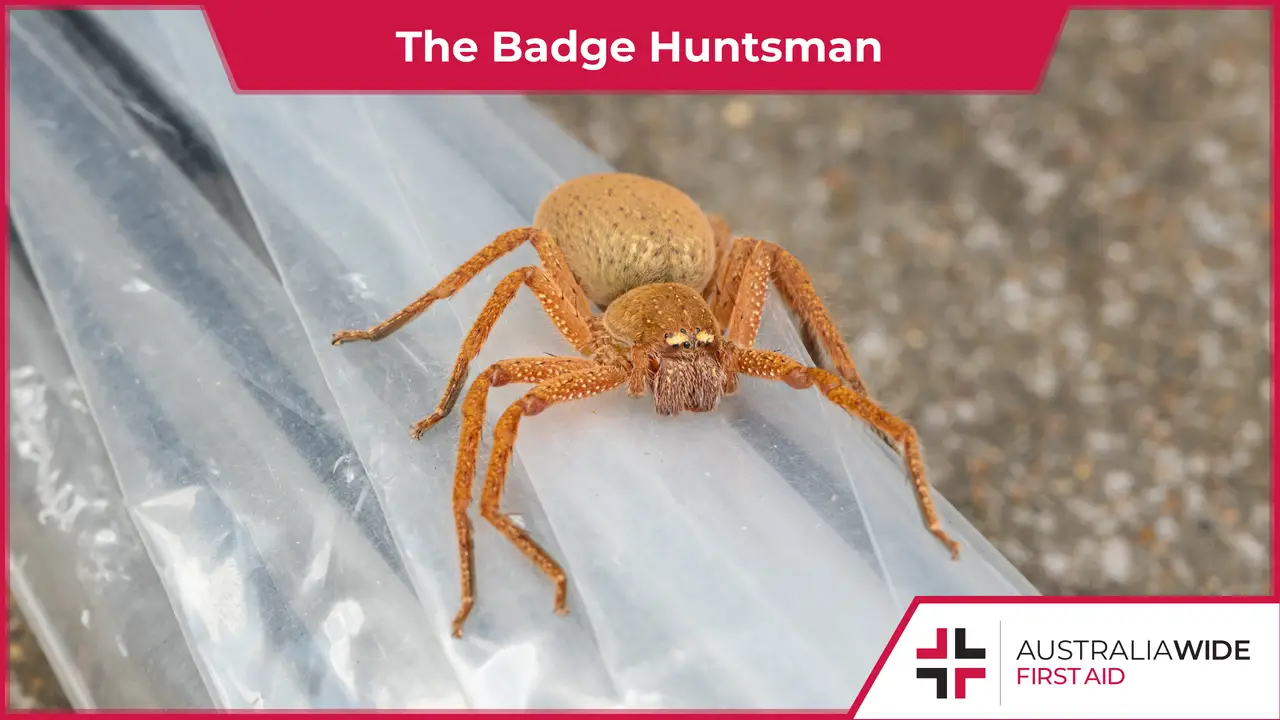 Large orange spider sitting on a closed umbrella