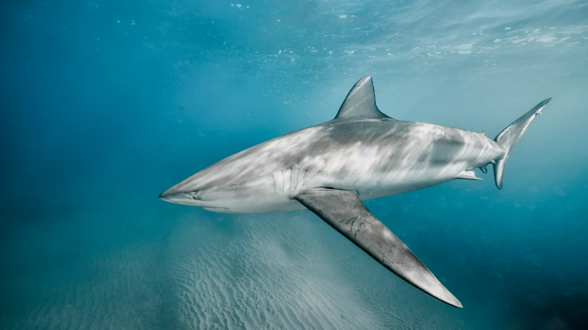 Dusky shark