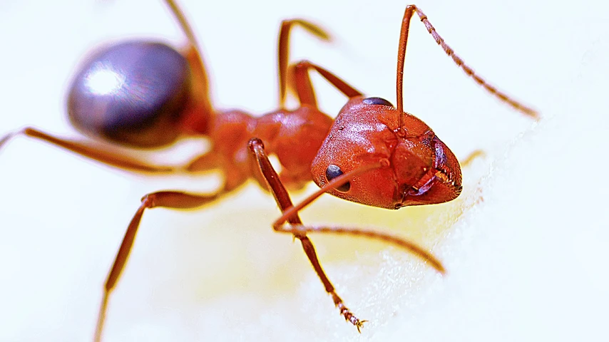 Red Imported Fire Ant